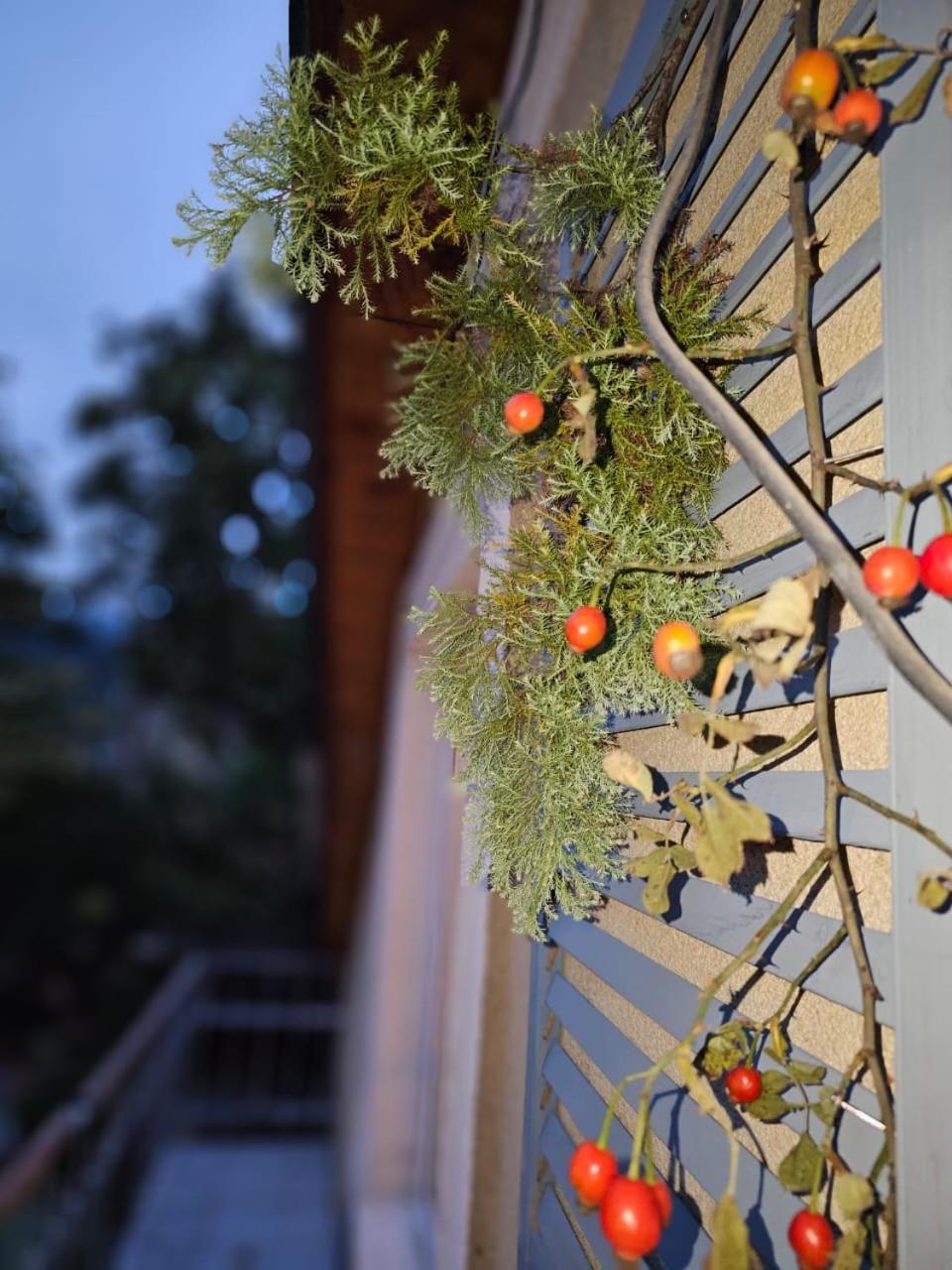 Guest House Likani 2017 Borjomi Cameră foto